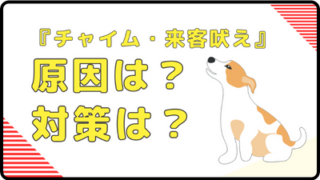 犬がチャイムや来客に吠えるのはなぜ？
