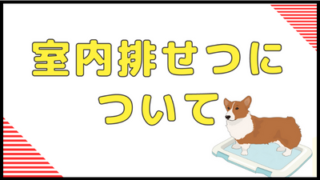 犬の排せつ方法はどっちがいい？（室内排せつについて）