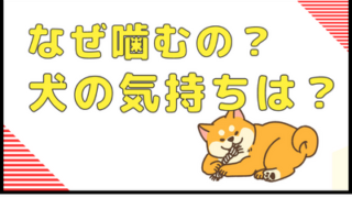 なぜ噛むの？犬の気持ちは？