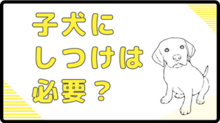 子犬にしつけはなぜ必要なのか？
