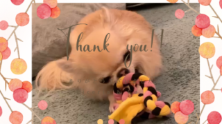 新商品は手作り犬のおもちゃ