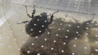 ヘラ君とクレスちゃんの飼育日記:脱走大作戦と元気いっぱいの冒険!