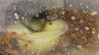 ヘラ君とクレスちゃんの飼育日記:びしょびしょ事件の真相!?