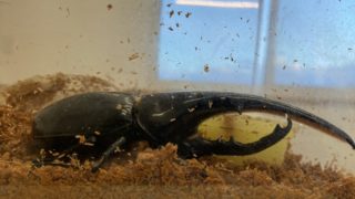 ヘラ君とクレスちゃんの飼育日記:次回、ペアリングをおこなう!