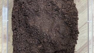 ヘラ君とクレスちゃんの飼育日記：ペアリングの新たなアドバイス