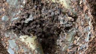 ヘラ君とクレスちゃんの飼育日記:ゼリーはどうする?甘い秘密!