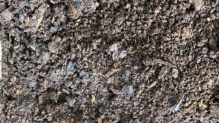 ヘラ君とクレスちゃんの飼育日記:2カ月後のマット、大丈夫?