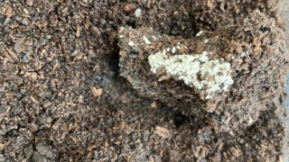 ヘラ君とクレスちゃんの飼育日記:謎の白いぶつぶつ発見!?正体は何?