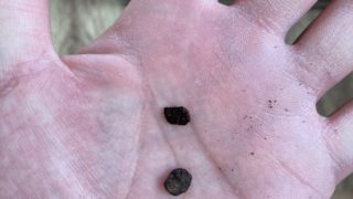 ヘラ君とクレスちゃんの飼育日記：12月に発見した卵、その後どうなった！？