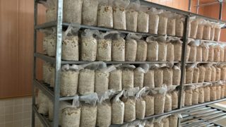 きくらげの栽培がスタート