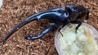 ヘラクレスオオカブトの特徴と生態