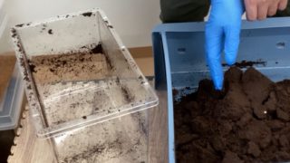 ヘラ君とクレスちゃんの飼育日記 - 第3回 産卵マットの確認！卵は8個！