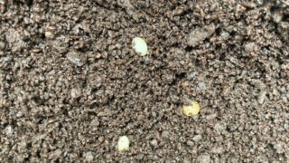 ヘラ君とクレスちゃんの飼育日記：卵の色の変化って何？孵化のサインを見極めよう！