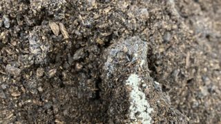 ヘラ君とクレスちゃんの飼育日記：謎の白いぶつぶつの正体が判明！