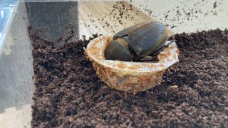 ヘラ君とクレスちゃんの飼育日記：クレスちゃん4回目の産卵！環境づくりのポイントとは？