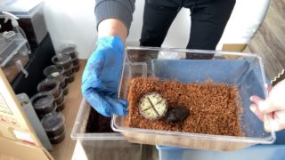 ヘラ君とクレスちゃんの飼育日記：クレスちゃん4回目の産卵結果！ 🥚✨