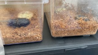 ヘラ君とクレスちゃんの飼育日記：ヘラクレスオオカブトのペアリングについて 🪲✨