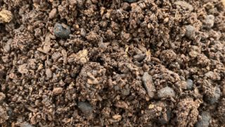 ヘラ君とクレスちゃんの飼育日記：ウンチ掃除とマット交換について 🪲✨