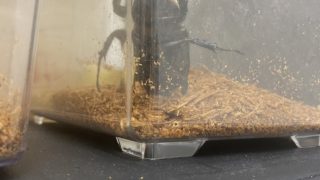 ヘラ君とクレスちゃんの飼育日記：クレスちゃんの元気な様子とヘラ君の違いについて 🐞✨