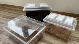 🪲ヘラ君とクレスちゃんの飼育日記：ケージの選び方（広さや素材）