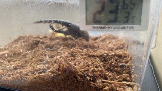 🪲ヘラ君とクレスちゃんの飼育日記：温度・湿度管理について