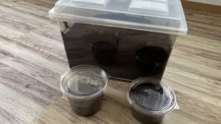 🪲ヘラ君とクレスちゃんの飼育日記：幼虫の飼育ケースについて考える