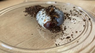 🪲ヘラ君とクレスちゃんの飼育日記：オスとメスの見分け方と、判別できる時期について