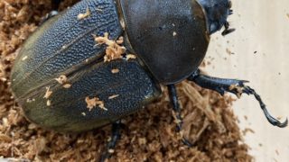 ヘラ君とクレスちゃんの飼育日記：4回目の産卵結果をショップで確認！ 🧐✨