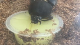 🪲ヘラ君とクレスちゃんの飼育日記：クレスちゃんの様子がちょっと心配…🪲