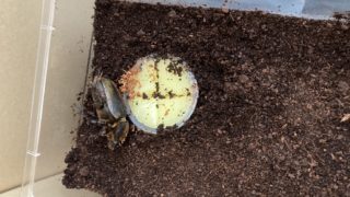 🪲ヘラ君とクレスちゃんの飼育日記：クレスちゃんの体調が心配…