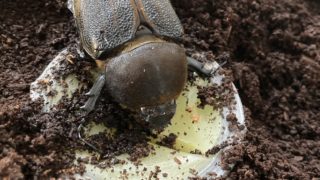 🪲ヘラ君とクレスちゃんの飼育日記：クレスちゃんとのお別れかもしれません。