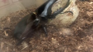 🪲ヘラ君とクレスちゃんの飼育日記：新たなメスをお迎え、ペアリングに向けての準備と注意点