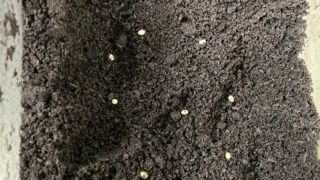 🪲ヘラ君とクレスちゃんの飼育日記：クレスちゃんの産卵確認と今後の準備