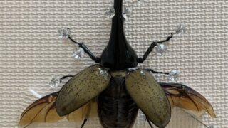 🪲 ヘラ君とクレスちゃんの飼育日記